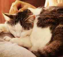 वृद्धावस्था के 5 लक्षण अधिक लगातार बिल्लियों में