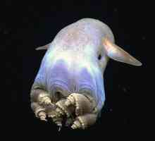 दुनिया में 7 दुर्लभ समुद्री जानवर