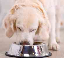 कुत्ते के भोजन में additives, वे क्या हैं?