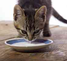 बिल्लियों दूध पी सकते हैं?
