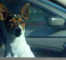 कार में अपने कुत्ते को छोड़ने के खतरे: गर्मी का दौरा