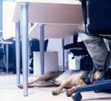 काम पर कुत्ते तनाव को कम करते हैं