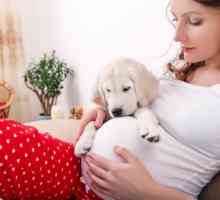 क्या कुत्ते गर्भावस्था की भविष्यवाणी करते हैं?