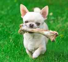 ¿Los perros pueden comer huesos crudos?