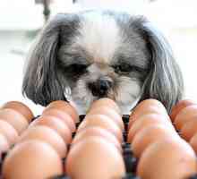 क्या कुत्ते अंडे खाते हैं?