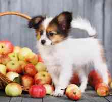 क्या कुत्ते सेब खा सकते हैं?
