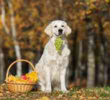 क्या कुत्ते हरे अंगूर या किशमिश खा सकते हैं?