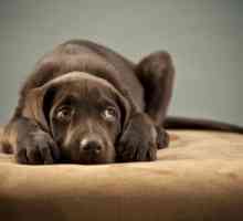कुत्तों और समय की अवधारणा: अलगाव चिंता