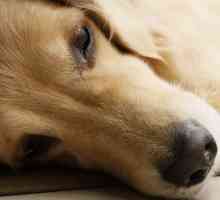 कुत्तों में मेनिनजाइटिस - लक्षण और उपचार