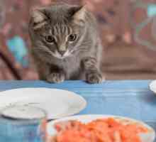 मेरी बिल्ली मेरा खाना चुराती है, क्यों?
