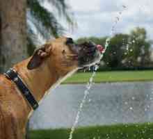 मेरा कुत्ता पीने के पानी से जुनूनी है