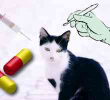 बिल्लियों के लिए गर्भनिरोधक तरीकों