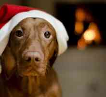 अपने कुत्ते के लिए खतरे के बिना क्रिसमस