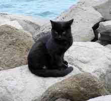 काले बिल्लियों के लिए नाम