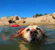 नाज़का, एक जलीय बचाव कुत्ता