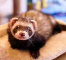 हमारे दोस्तों ferrets: देखभाल और सावधानियां