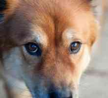 से सावधान रहें! कुत्तों की इंद्रियों के बारे में मिथक और सत्य