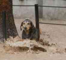 "ईर्स", सैंटियागो की बाढ़ का कुत्ता प्रतीक अपनाया गया है