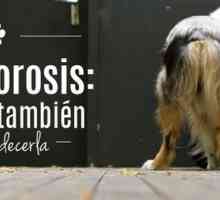 ऑस्टियोपोरोसिस: आपका कुत्ता भी पीड़ित हो सकता है