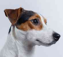 कुत्तों में खमीर ओटिटिस - लक्षण और उपचार