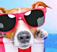 सूर्य के लिए कुत्ता: देखभाल है कि आप गर्मी के लिए होना चाहिए