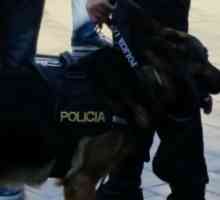 स्पेनिश पुलिस कुत्ते को रिटायर होने पर गोद लेने के लिए दिया जाएगा