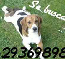 सलामंका में खोया कुत्ता