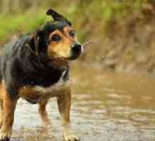 भयानक कुत्ते मैपोचो नदी के तट पर फंस जाते हैं