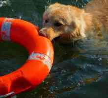 जल बचाव कुत्तों: चार पैर वाले नायकों