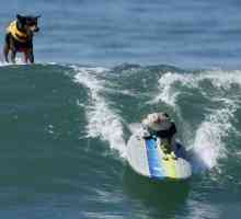 पानी में कुत्तों, कुत्तों surfers