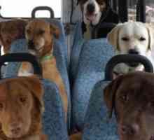 कुत्ते जो सार्वजनिक परिवहन के लिए अकेले चढ़ते हैं: मुझे संदेह है कि वे कुछ पर निर्भर हैं