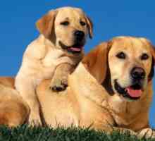 कुत्तों ने लैब्राडोर कुत्ता नस्ल: चंचल और वफादार पालतू जानवर
