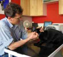कुत्तों और अंडाकार बिल्लियों को रेबीज के खिलाफ टीकाकरण किया जाना चाहिए