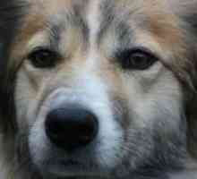 पेटा का कहना है कि चीनी बूचड़खानों में त्वचा के उपयोग के लिए प्रति दिन 200 कुत्तों को त्याग दिया…