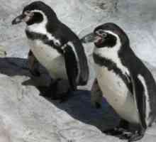 इंग्लैंड में चिली पेंगुइन खराब मौसम से तनावग्रस्त हैं और एंटीड्रिप्रेसेंट्स लेते हैं
