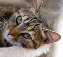 बिल्लियों में पिओमेट्रो - लक्षण और उपचार