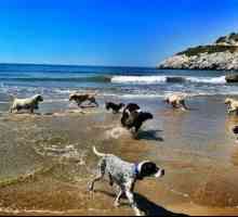 अपने कुत्ते को लेने के लिए बार्सिलोना के समुद्र तट और आसपास के समुद्र तट