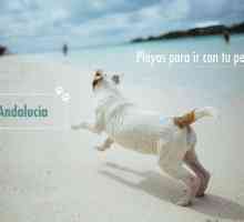 कुत्तों के लिए समुद्र तट: Andalusia