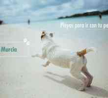 कुत्तों के लिए समुद्र तट: मर्सिया