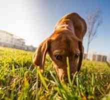 कुत्ते मूत्र की गंध क्यों करते हैं