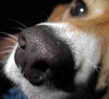 कुत्तों की गीली नाक क्यों है?