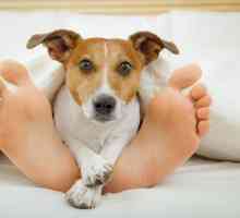 कुत्तों को अपने पैरों पर क्यों सोना पसंद है?