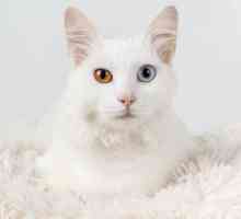 कुछ बिल्लियों में अलग-अलग रंगीन आंखें क्यों होती हैं?