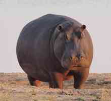 क्यों Hippos हमला