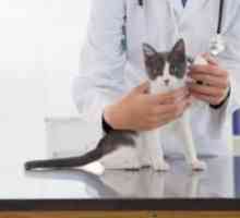 मेरी बिल्ली को टीका करना क्यों महत्वपूर्ण है