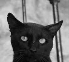 बुरी किस्मत से जुड़े काले बिल्लियों क्यों हैं?