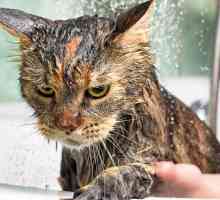 बिल्लियों को पानी से नफरत क्यों होती है?