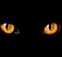 बिल्लियों की आंखें अंधेरे में क्यों चमकती हैं?