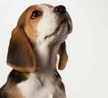 कुत्ते हमारे क्रॉच क्यों गंध करते हैं