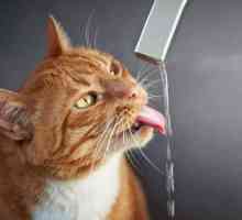 मेरी बिल्ली पानी क्यों नहीं पीती?